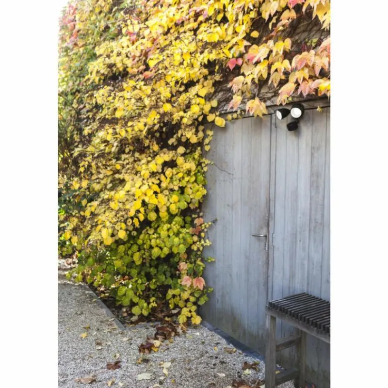 Luminaires Lutec Applique murale d'extérieur Lutec DRACO LED Noir, 1 lumière, Détecteur de mouvement